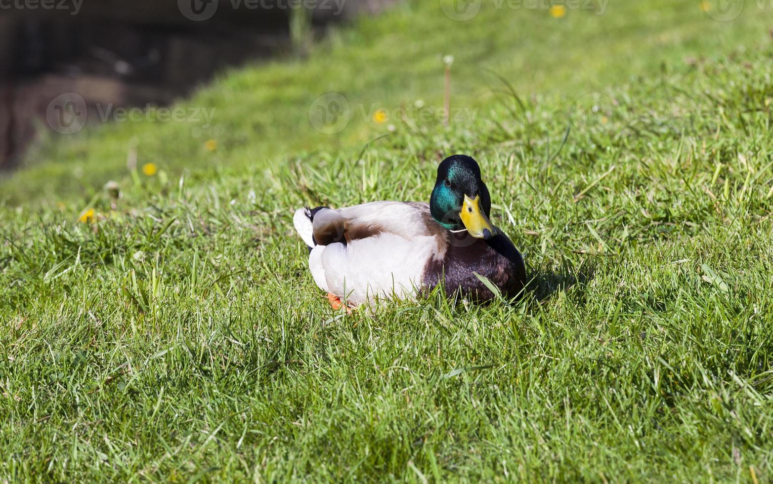 wild duck, close up photo