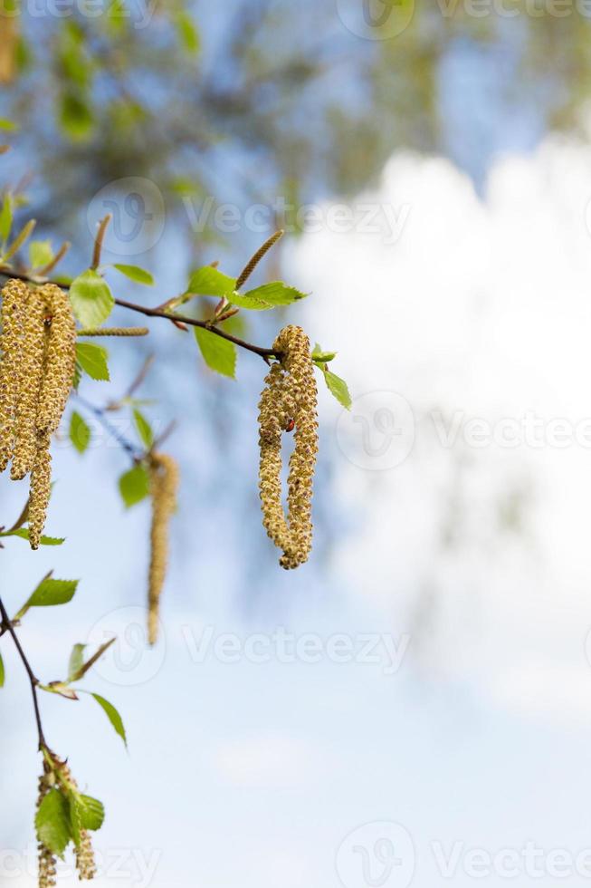 Young leaves of birch photo