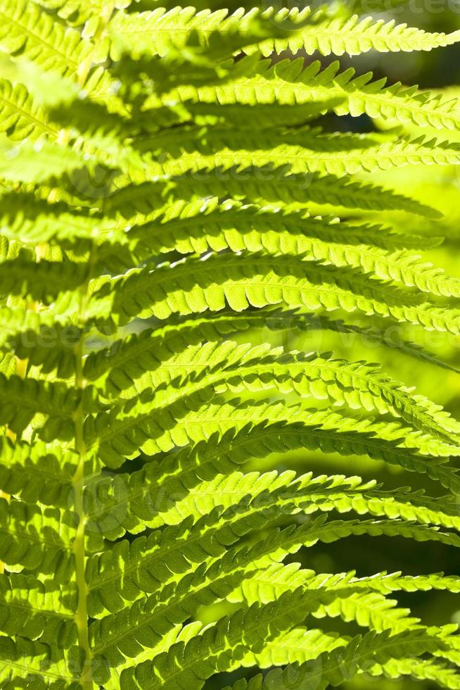 light fern leaves photo