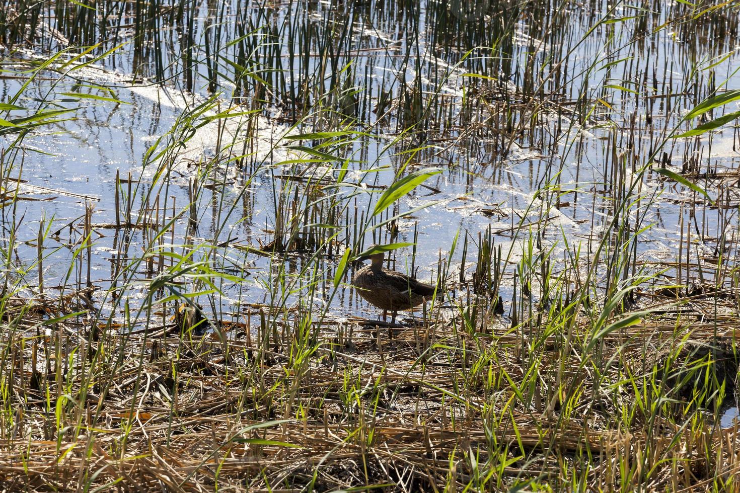 swamp duck, close up photo