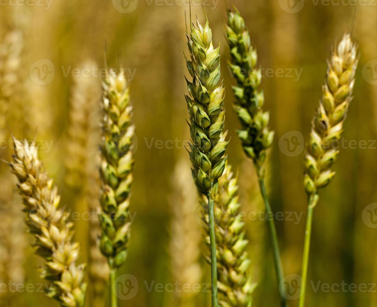 rye ear close up photo