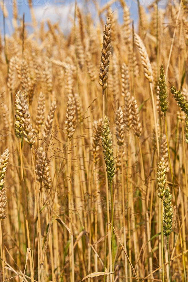 rye ear close up photo