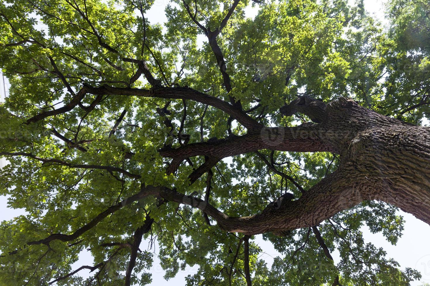 trees covered with green foliage in summer photo