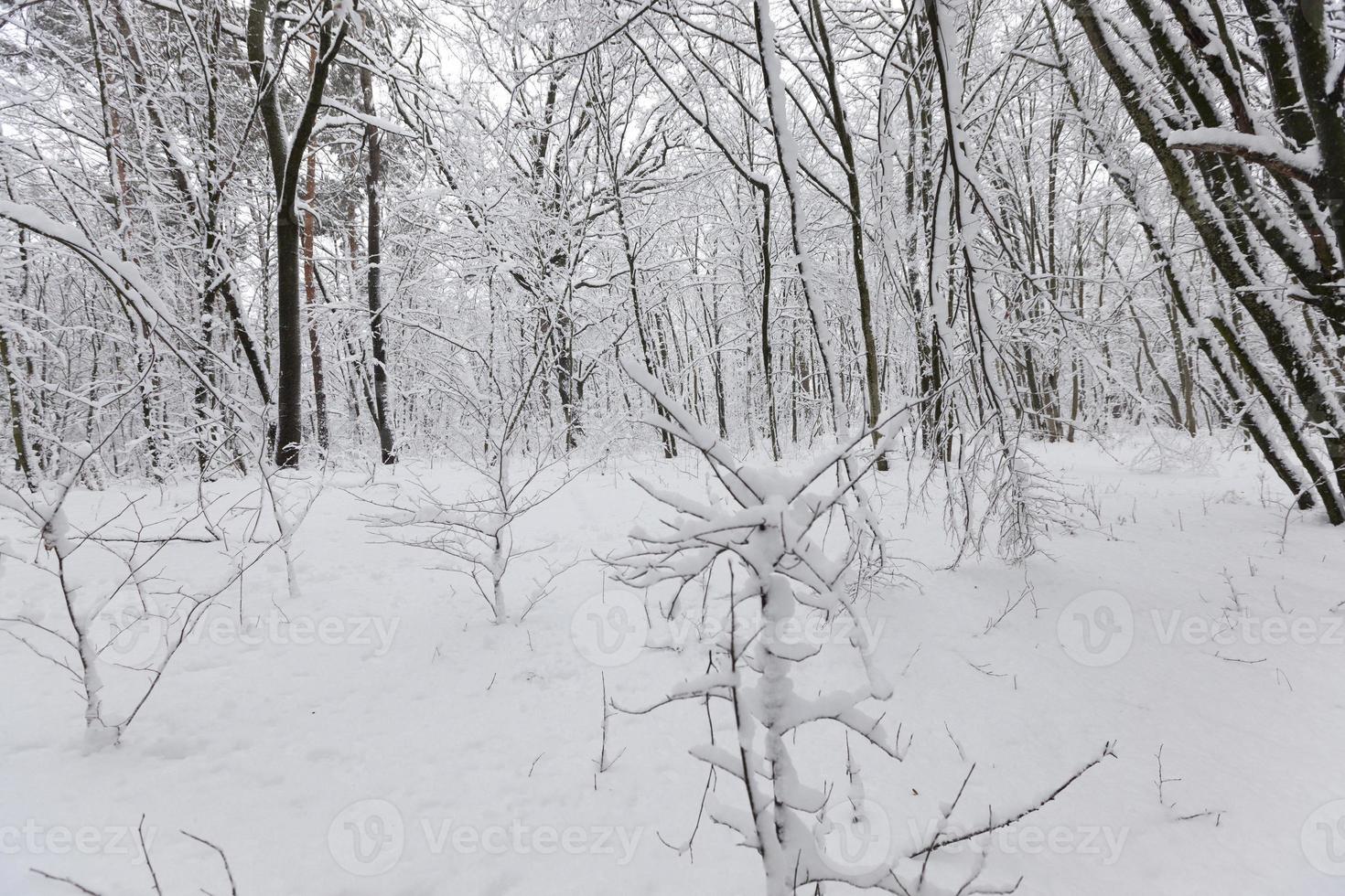 trees growing in the park covered with snow and ice photo