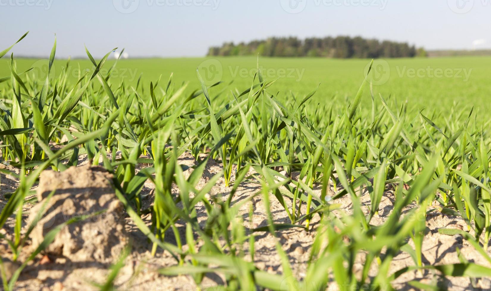 Field with cereal photo