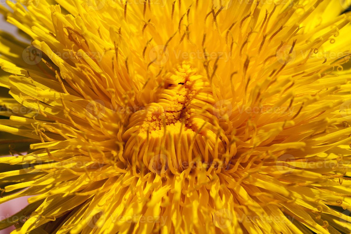 a field with yellow blooming dandelions in the spring season photo