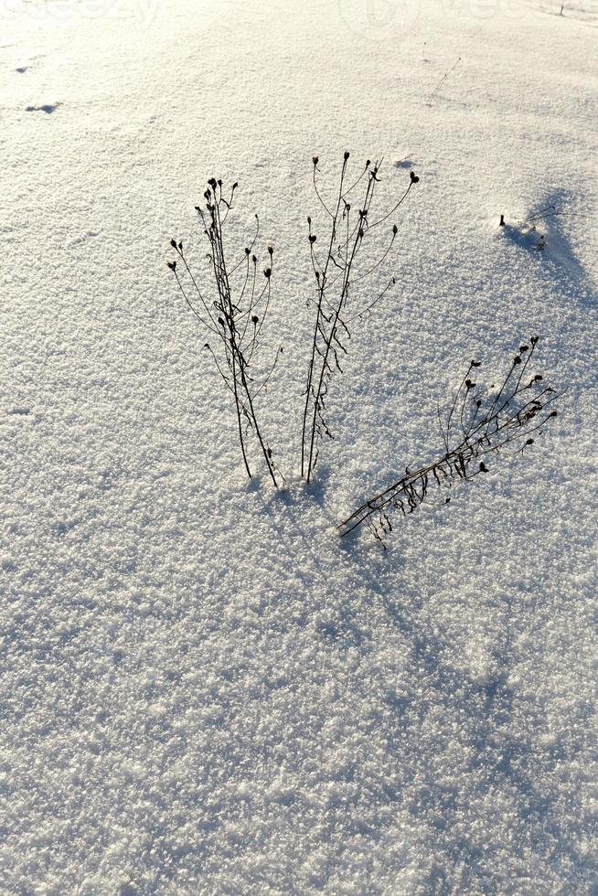 snowdrifts after snowfall in winter photo