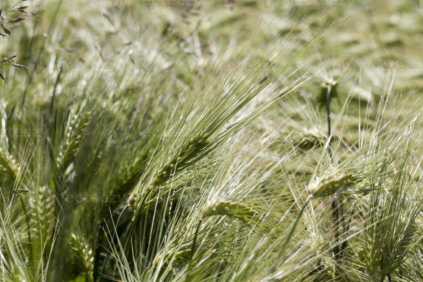 wheat field with green immature wheat plants photo