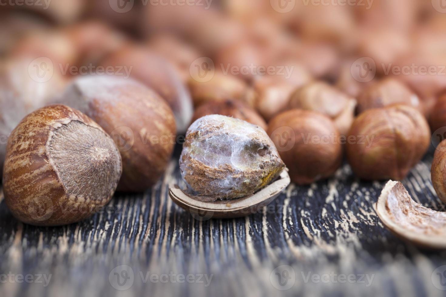 spoiled walnut with mold, closeup photo