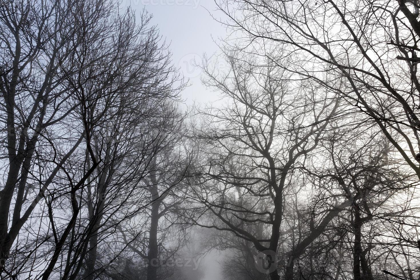 snow covered trees in winter photo