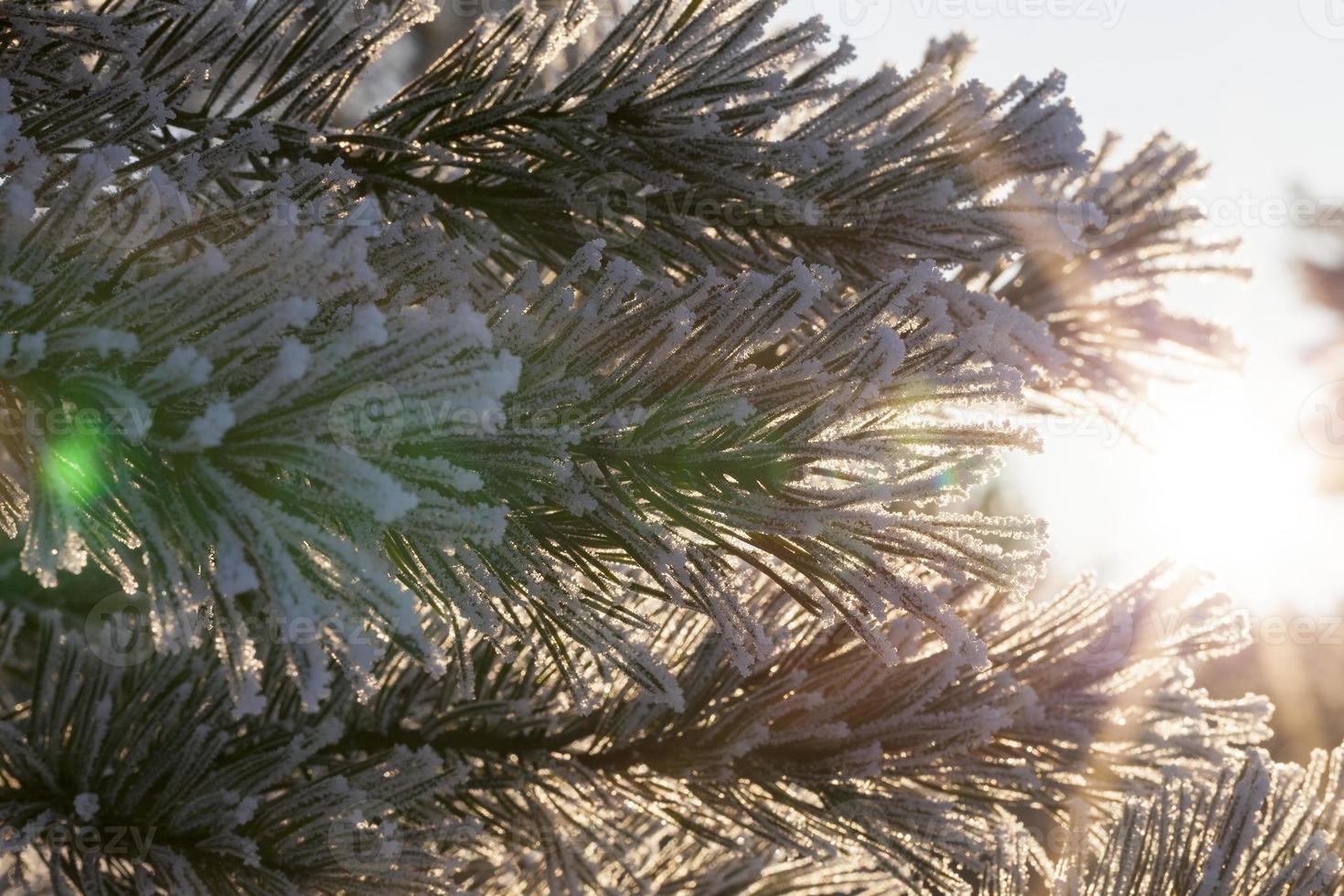 Pines in the frost photo