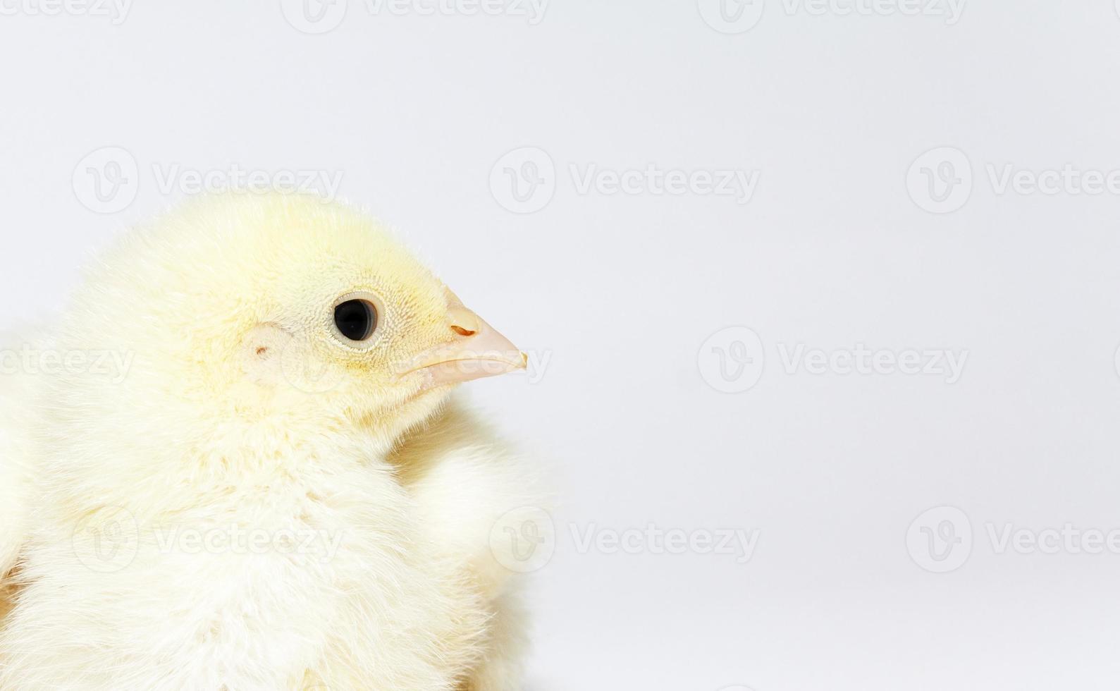 yellow chicken, close up photo