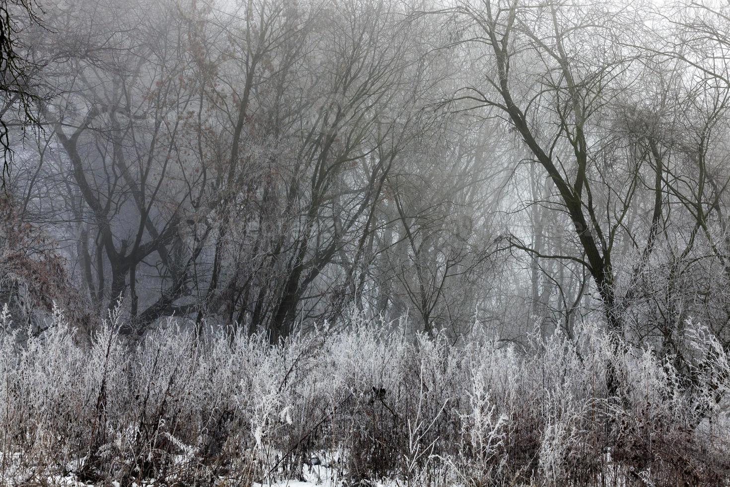 trees growing in the park covered with snow and ice photo