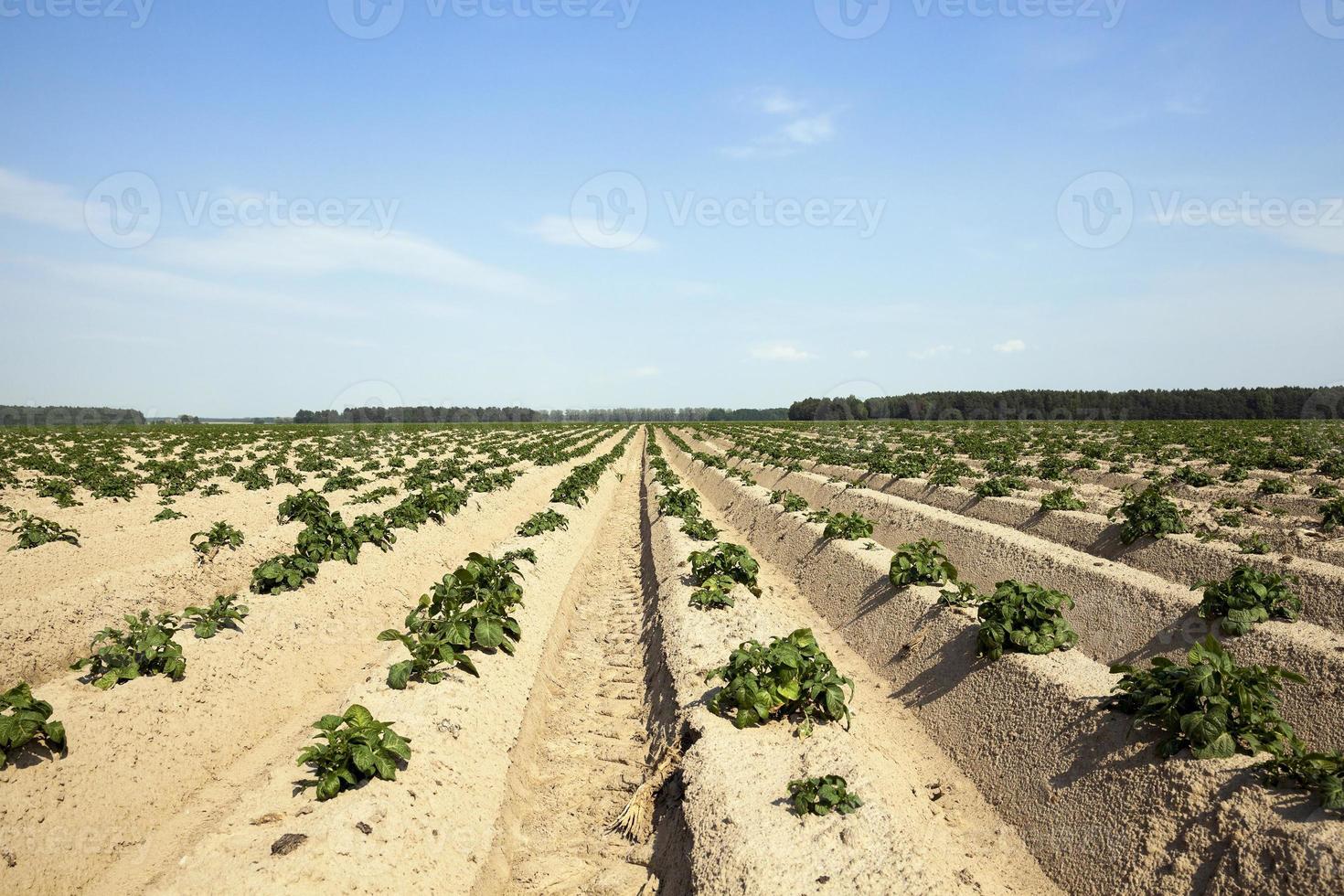 Potatoes in the field photo