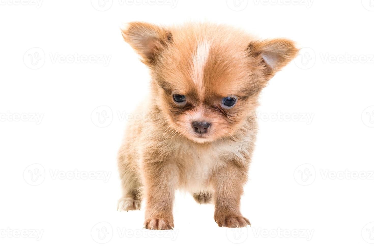 Chihuahua puppy on white background photo