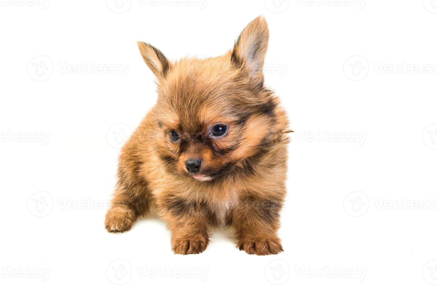 Chihuahua puppy on white background photo