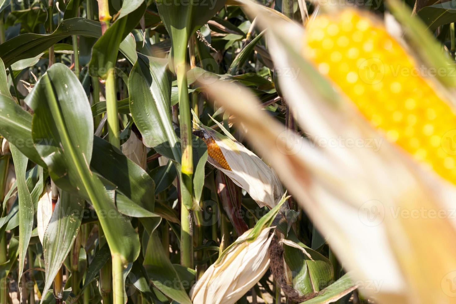 an agricultural field where corn is harvested for food photo