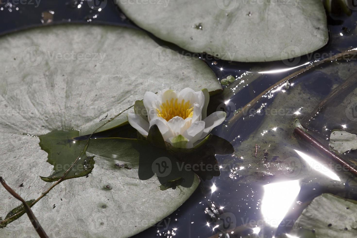 white water lily growing in a swampy area photo
