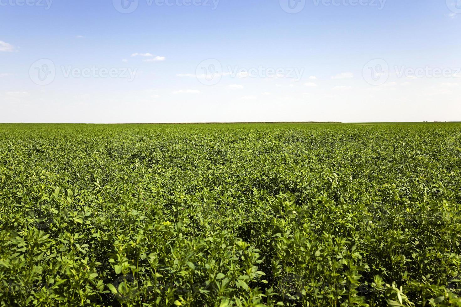 Agricultural field , grass photo