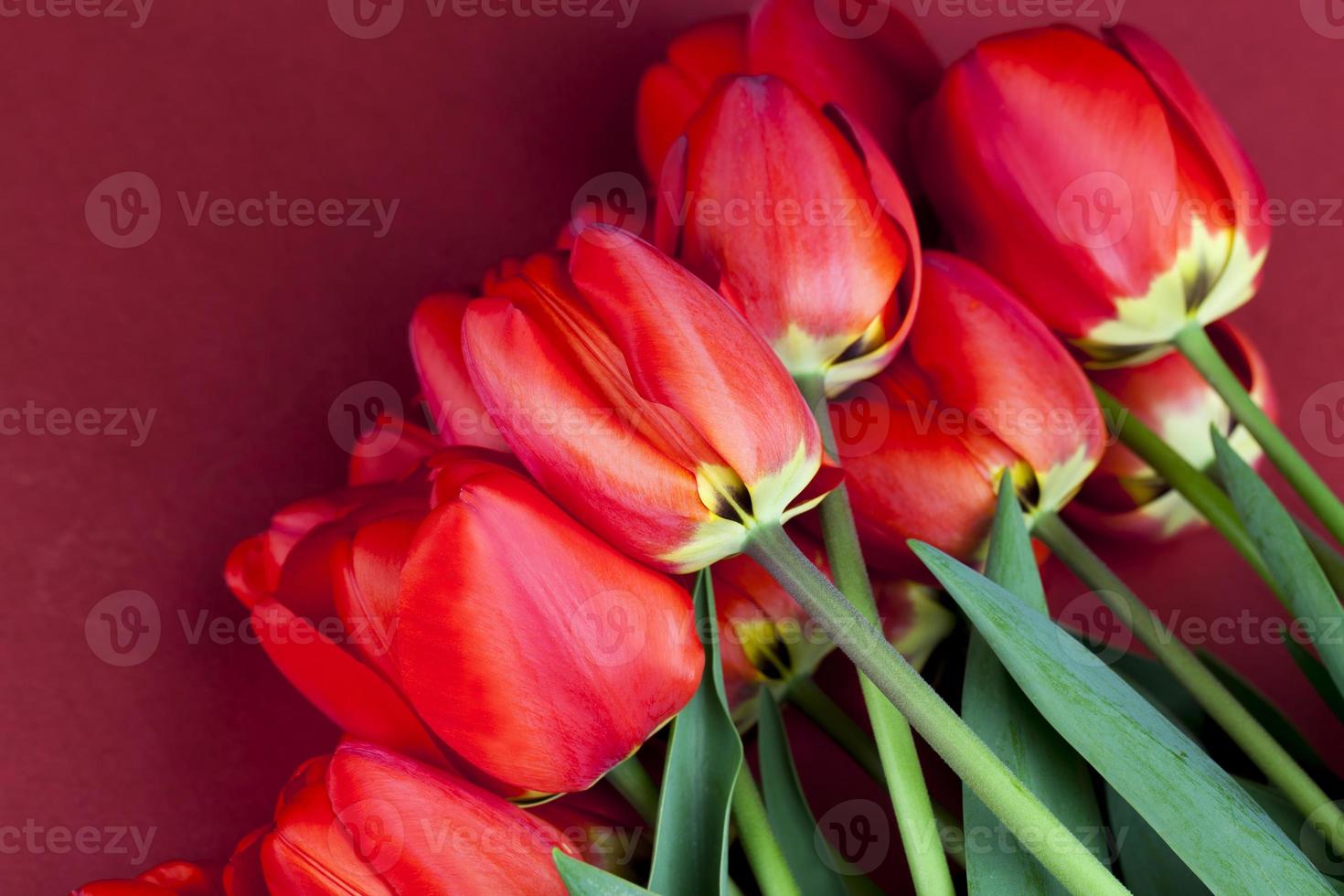 large number of red tulips on a red background photo
