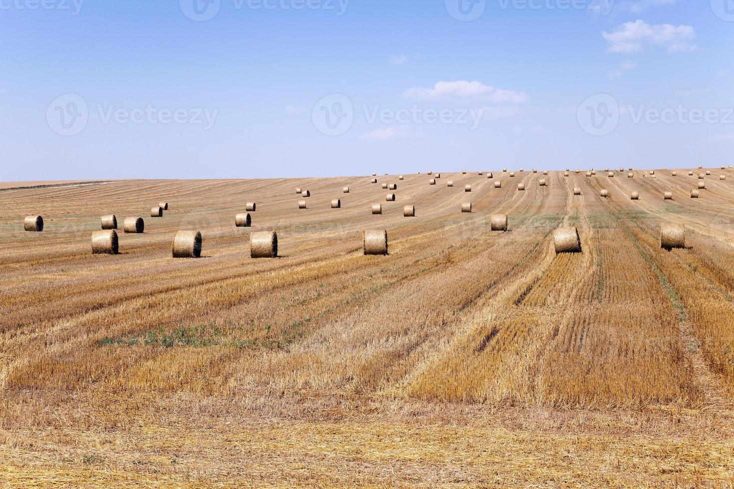 harvest of cereals photo