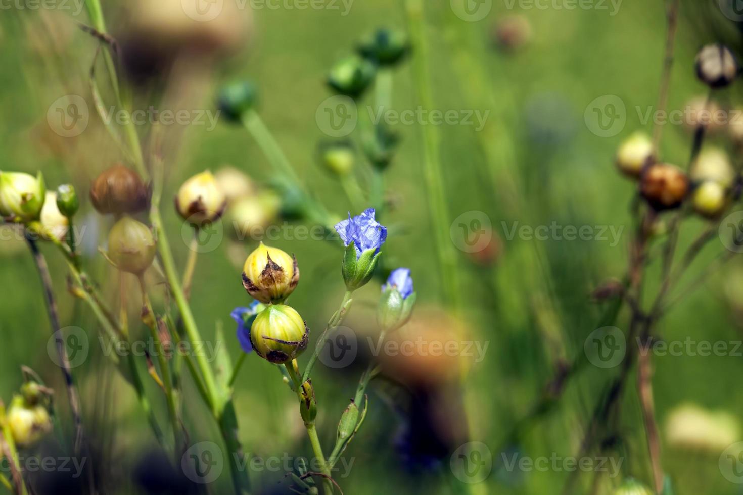 an agricultural field where flax is grown photo