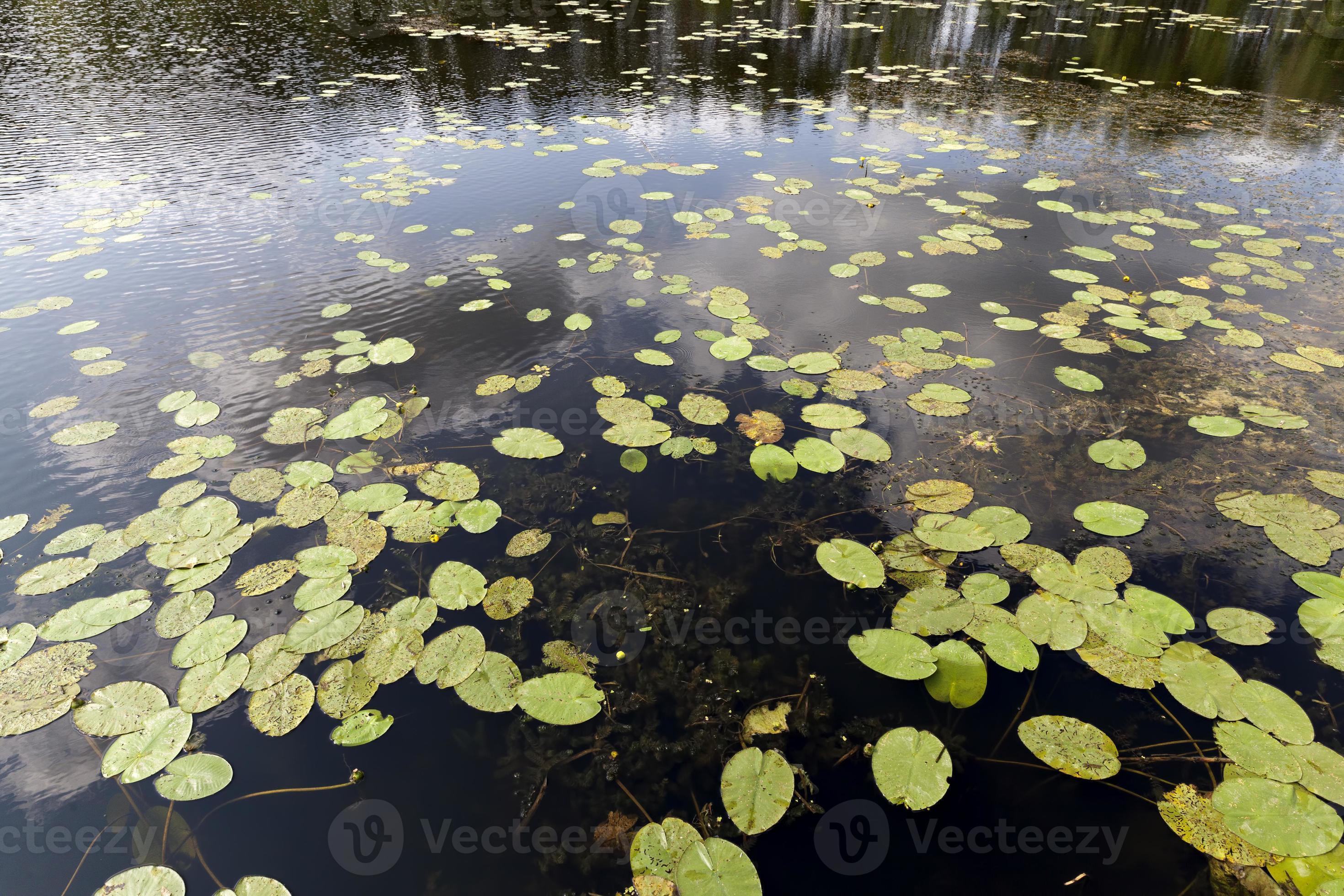 swampy area with different types of plants growing in water 9441322