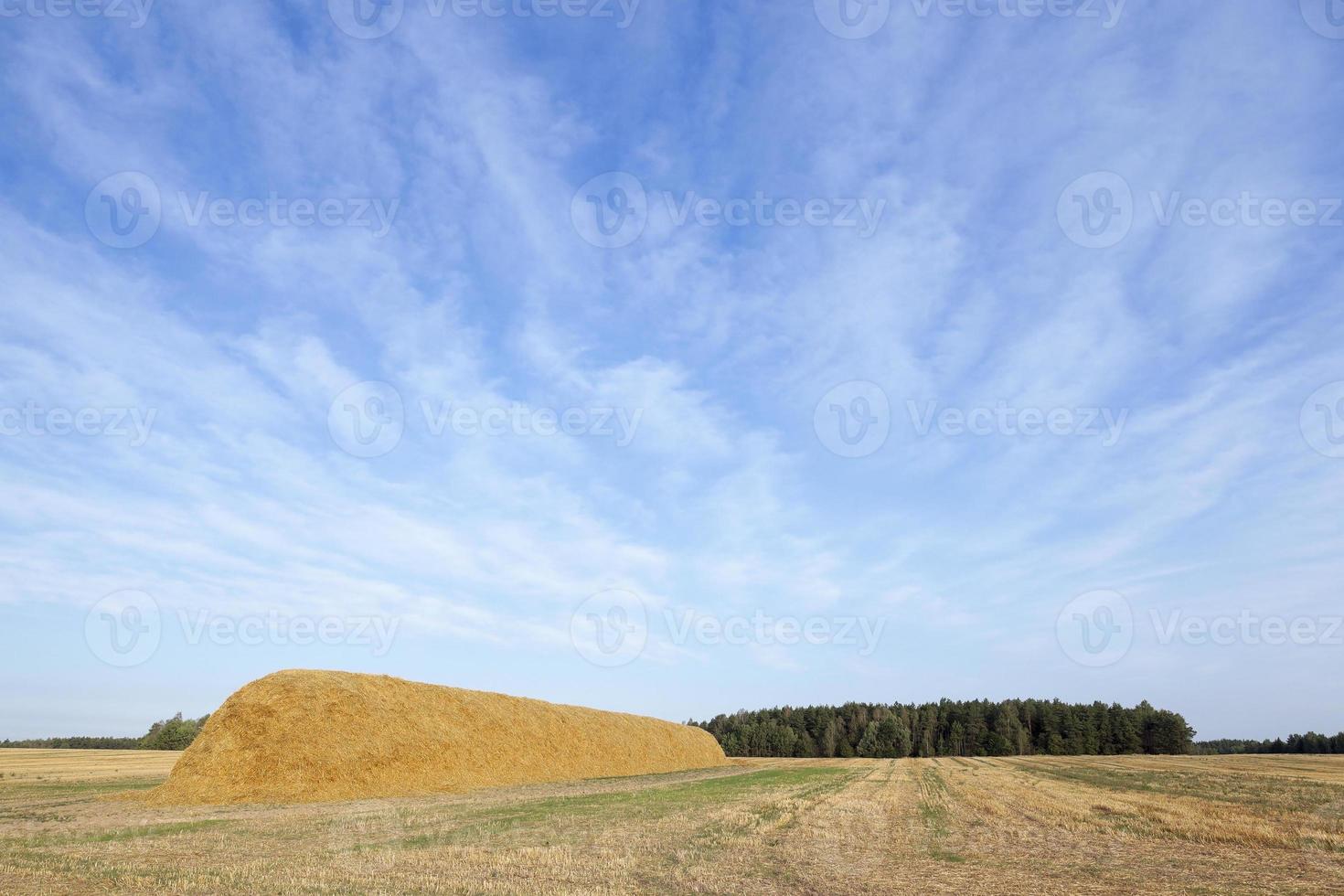stack of straw in the field photo