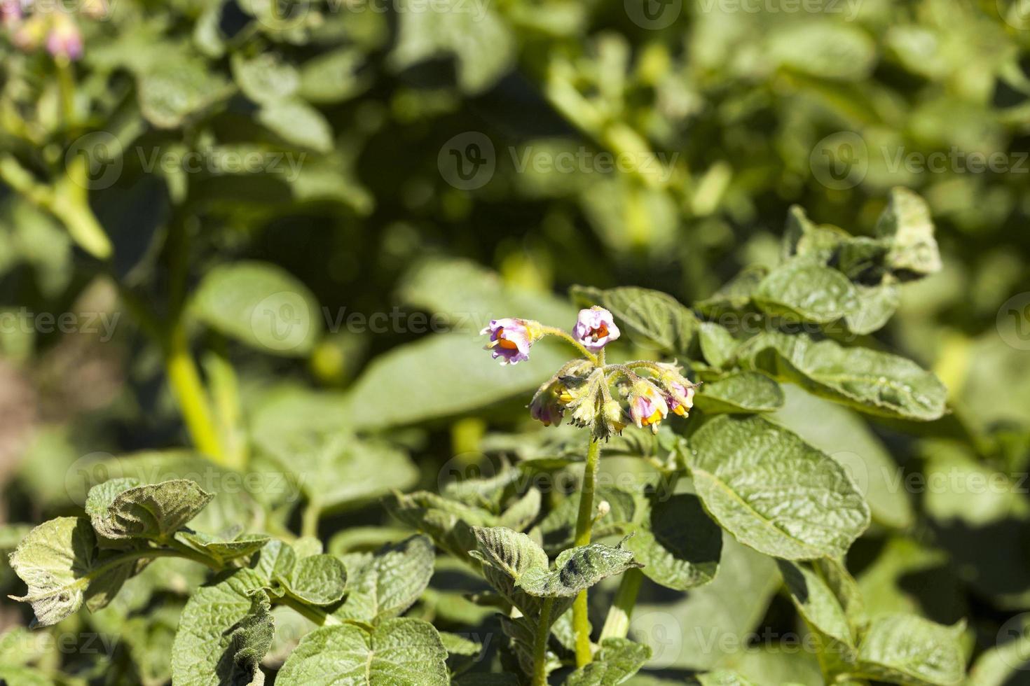 flowering potatoes, close-up photo