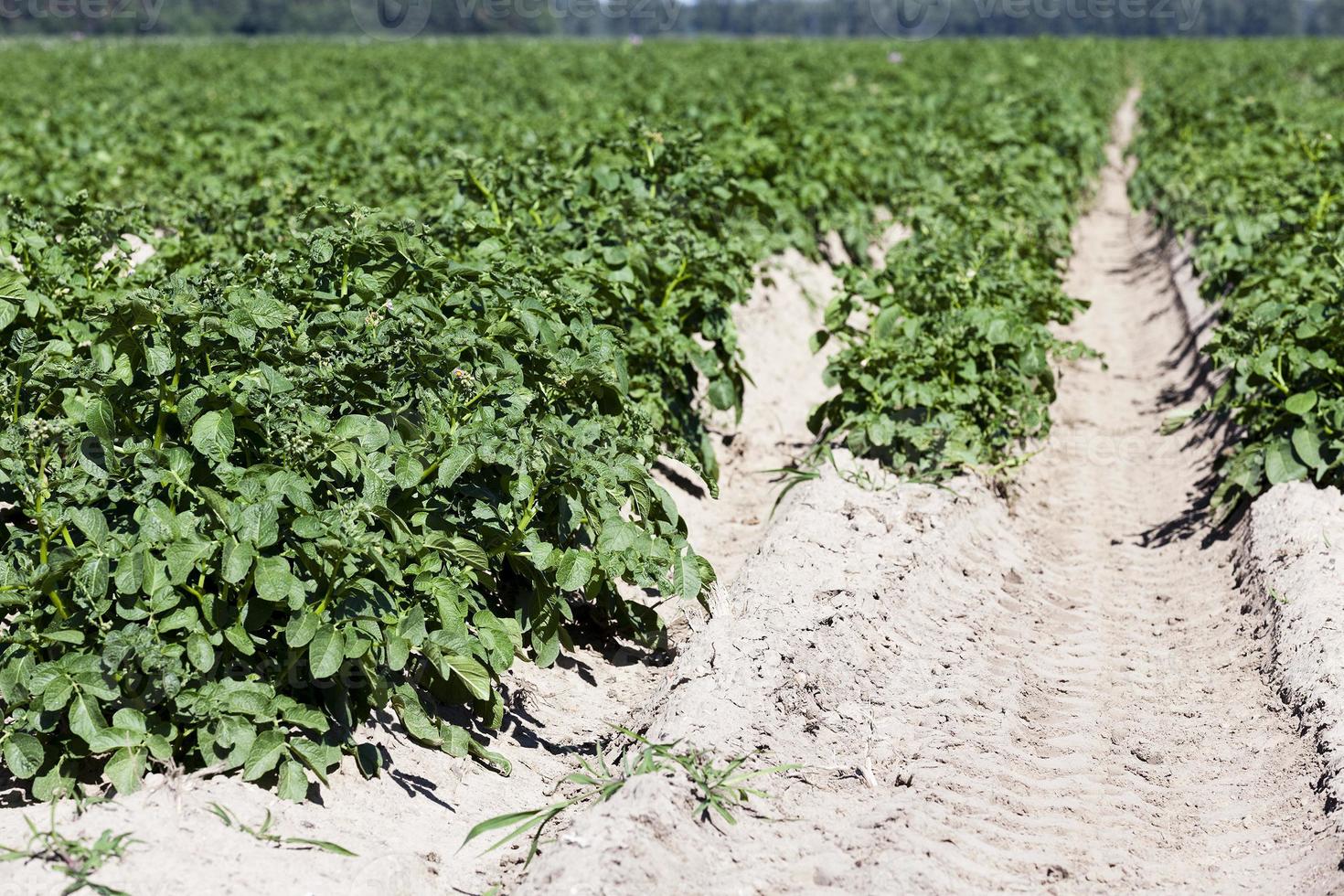 Field with potato photo