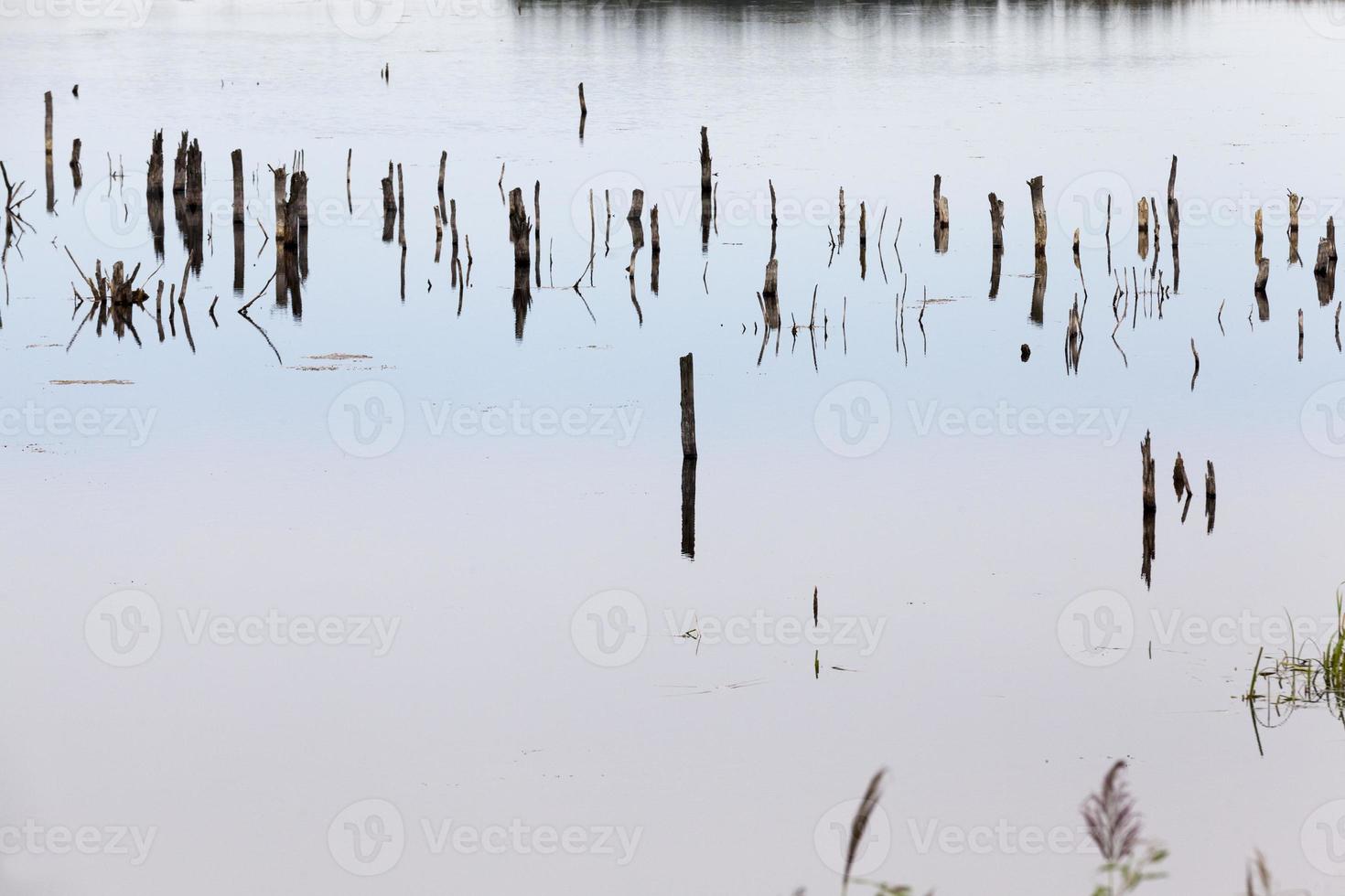 a lake with different plants photo