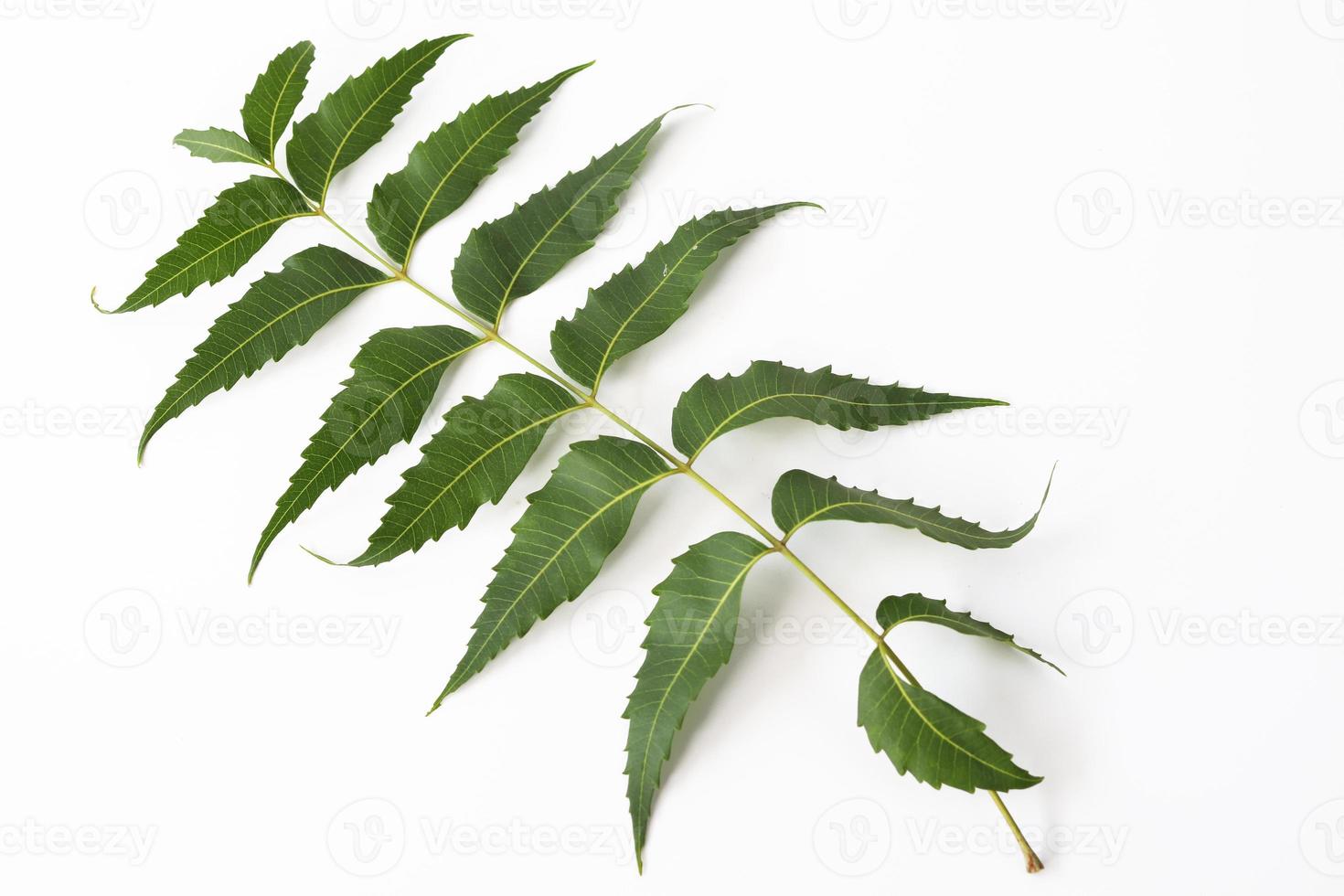 Medicinal neem leaf isolated on white background. 9441569 Stock Photo at Vecteezy
