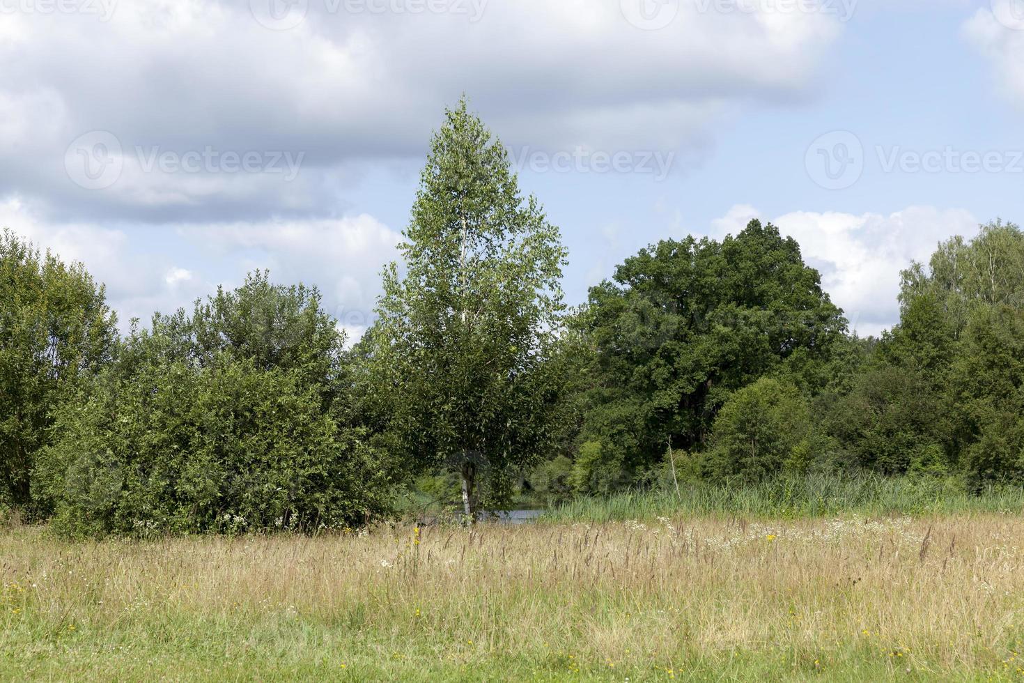 trees, bushes and green grass in summer photo