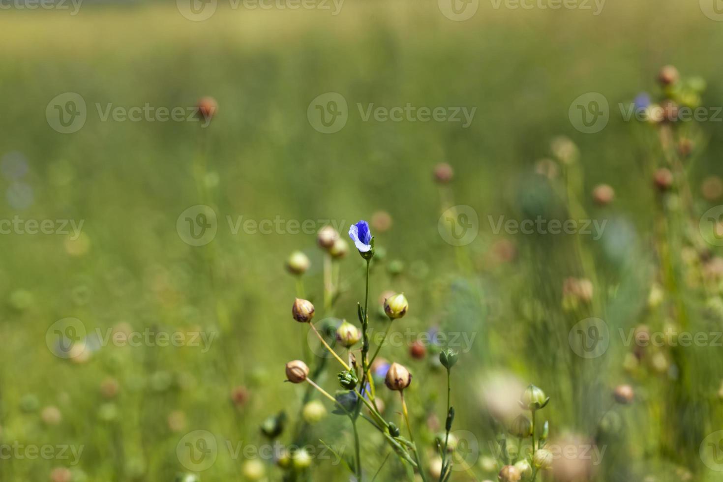 green flax ready for harvesting photo