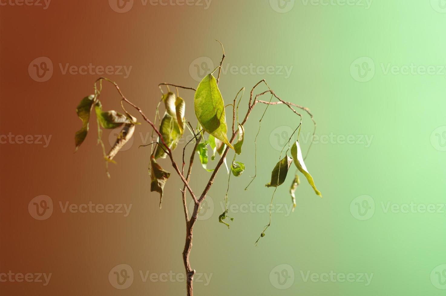 Dying home plant on green and red background. Minimal still life image of a dead plant. photo