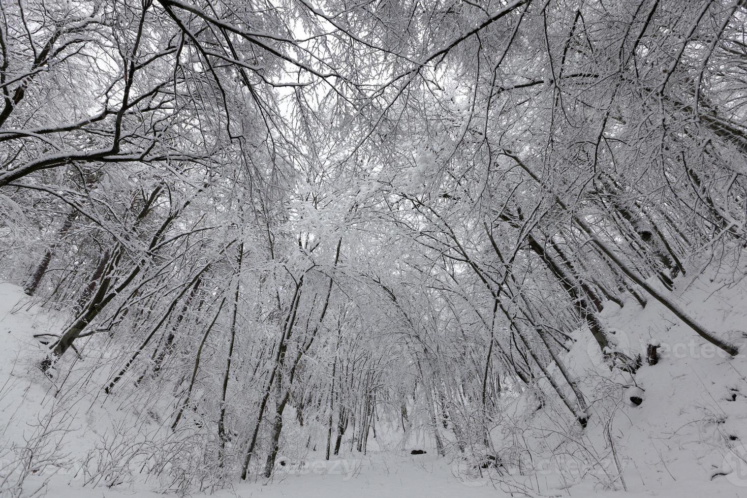 park are covered with snow in winter photo