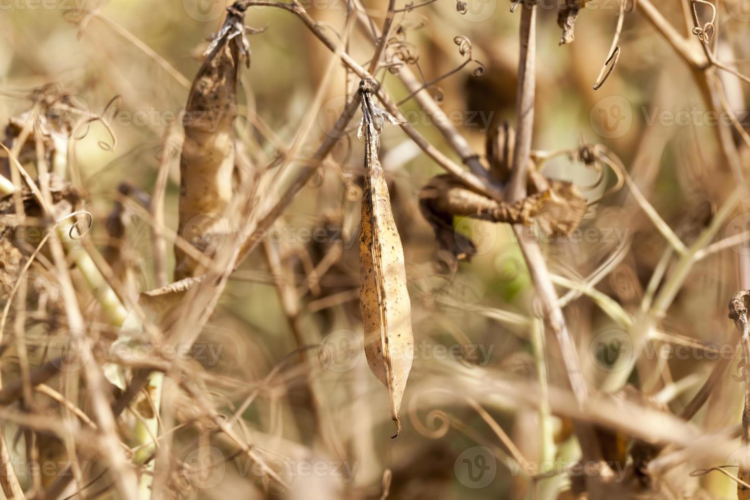 an agricultural field with a ripe crop of peas photo