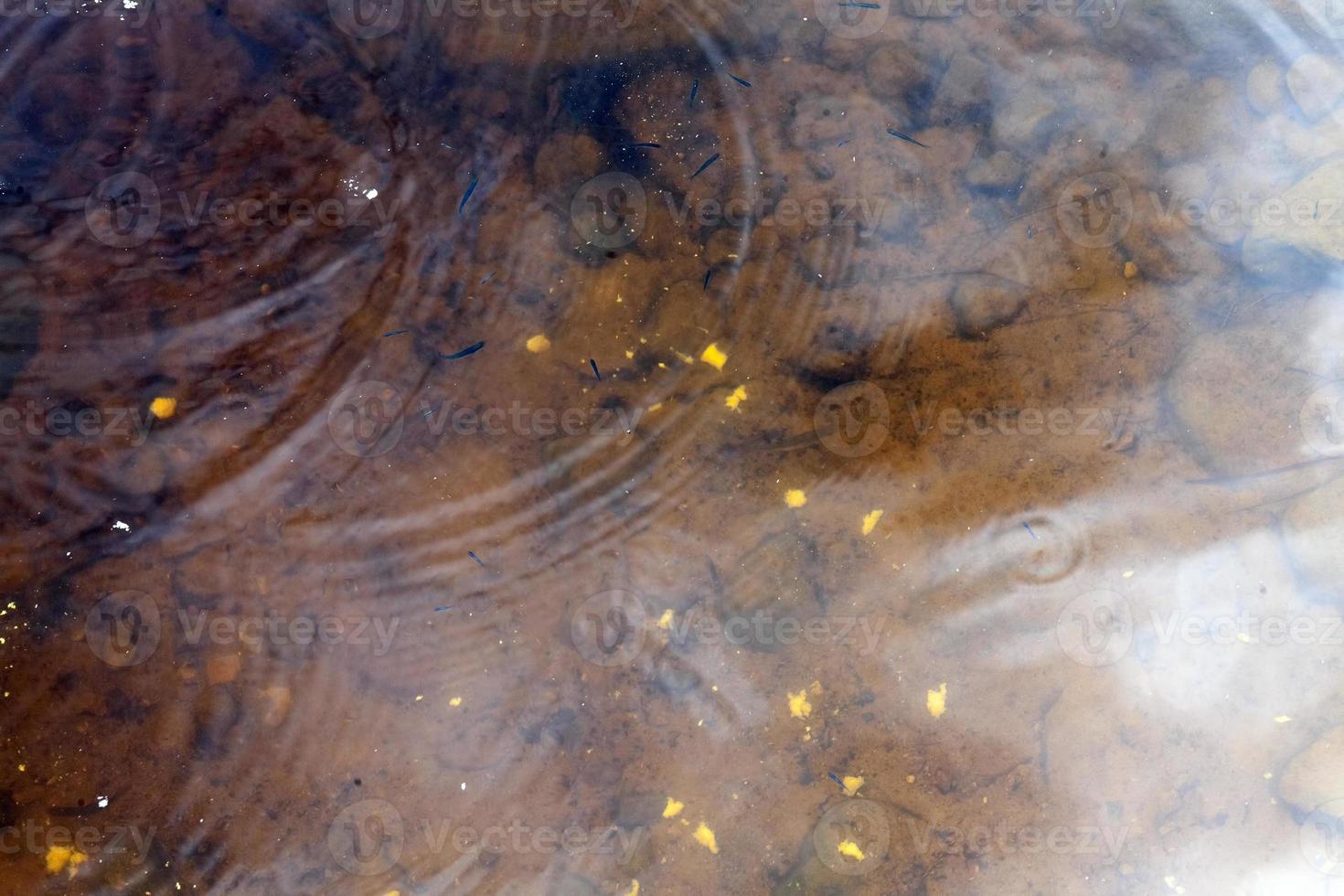 pequeños peces nadando en agua sucia fangosa en el lago foto