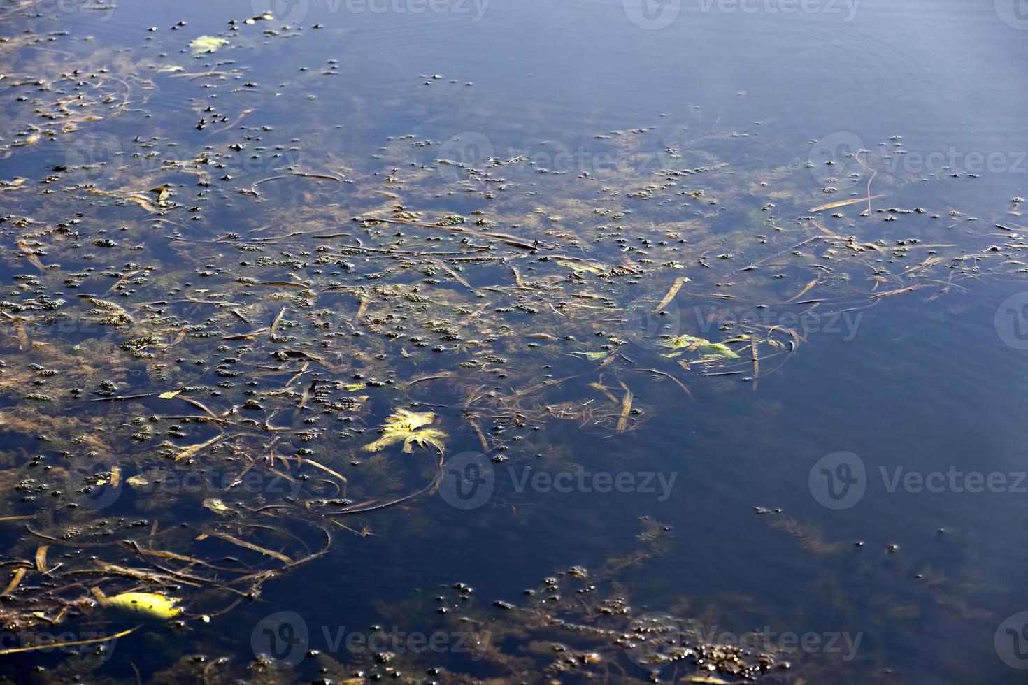 zona pantanosa con diferentes tipos de plantas que crecen en el agua foto