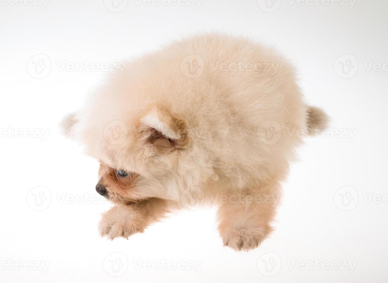 Cachorro pomeranian spitz sobre fondo blanco. foto