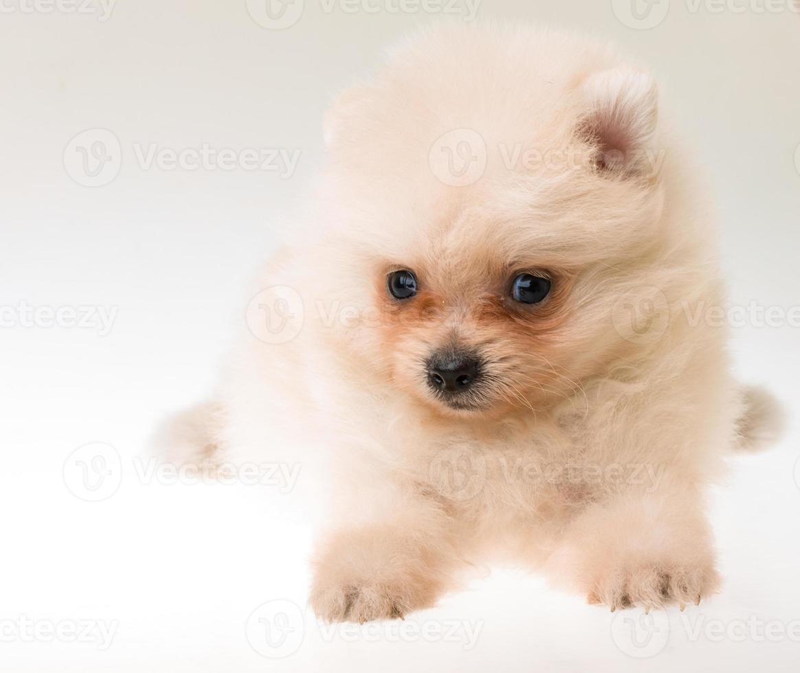 Cachorro pomeranian spitz sobre fondo blanco. foto