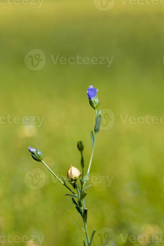 an agricultural field where flax is grown photo