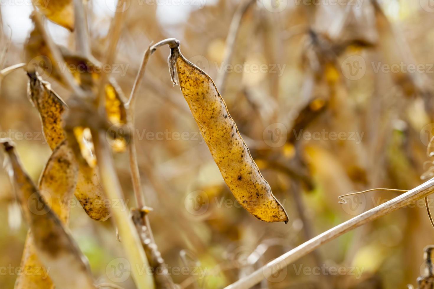 an agricultural field with a ripe crop of peas photo