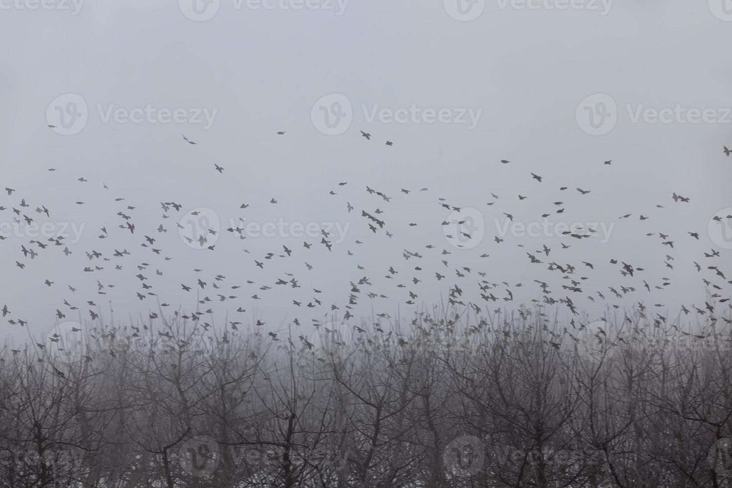 fruit trees are apple trees in the winter season photo