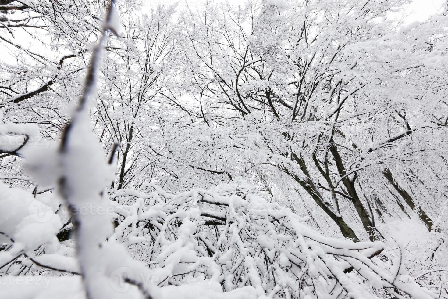 winter forest with trees without foliage photo