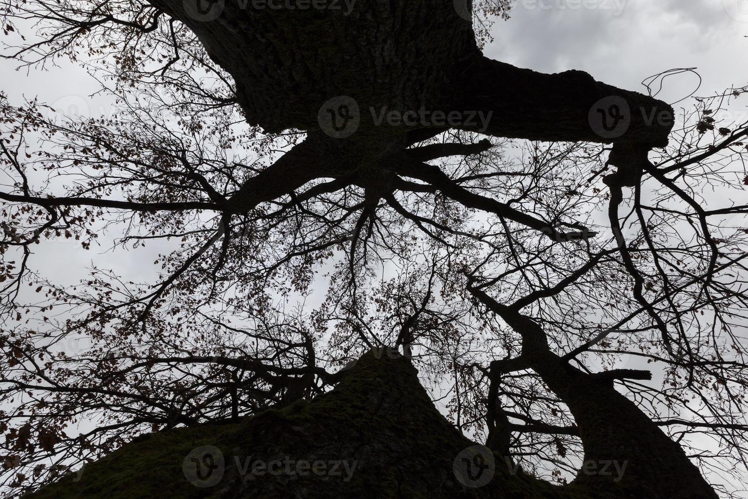 trees in autumn after leaf fall photo