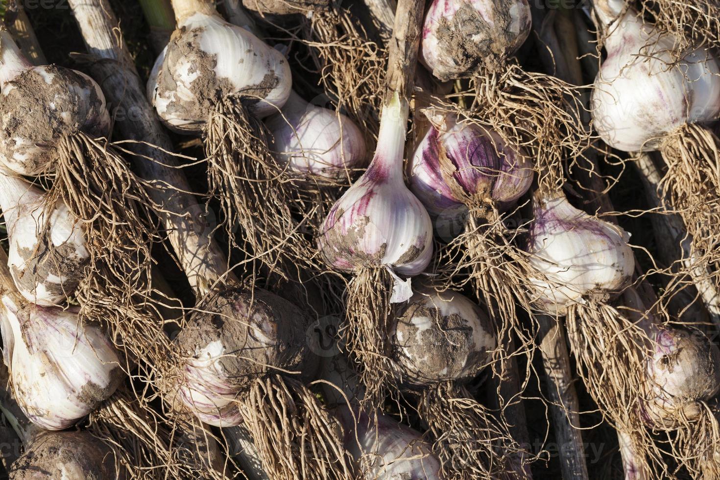 the harvested garlic crop in agriculture photo