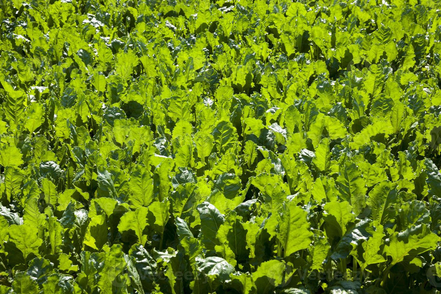 green beet for sugar production in the agricultural field photo