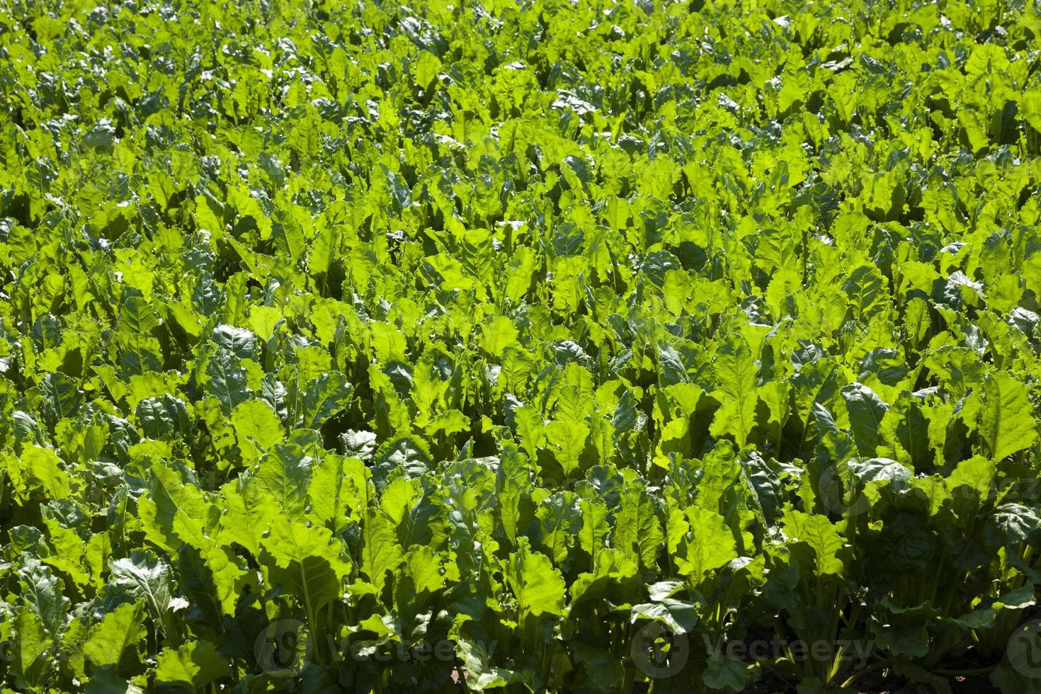 beet tops for sugar production photo