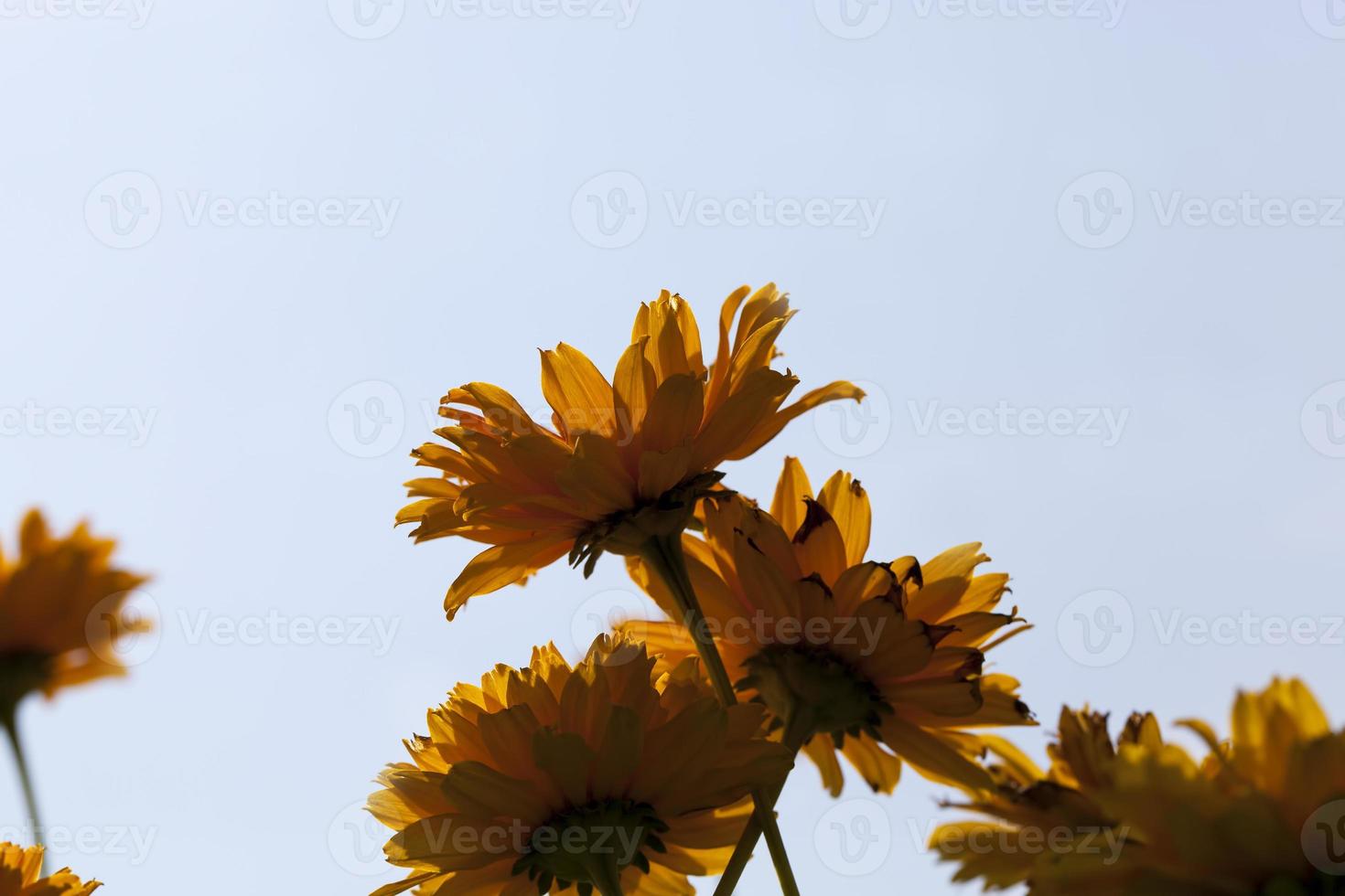 flowers are grown for landscaping photo